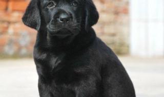 纯种拉布拉多犬价格 纯种拉布拉多犬价格