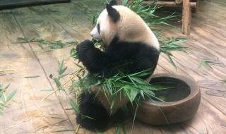 深圳野生动物园攻略 深圳野生动物园攻略