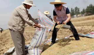 今天小麦多少钱一斤 今天小麦多少钱一斤