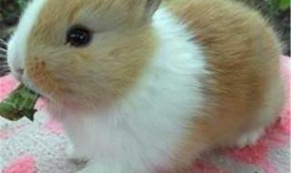 世界上最漂亮的兔子