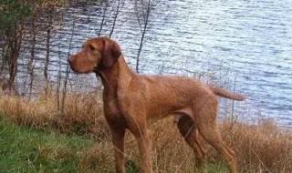 奥运会都有哪些项目 奥运会都有哪些项目